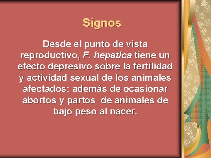 Signos Desde el punto de vista reproductivo, F. hepatica tiene un efecto depresivo sobre