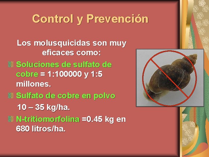 Control y Prevención Los molusquicidas son muy eficaces como: Soluciones de sulfato de cobre