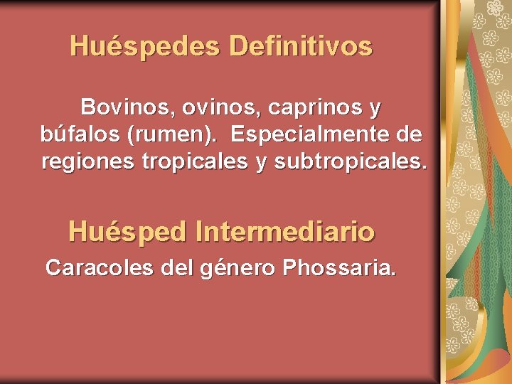 Huéspedes Definitivos Bovinos, caprinos y búfalos (rumen). Especialmente de regiones tropicales y subtropicales. Huésped