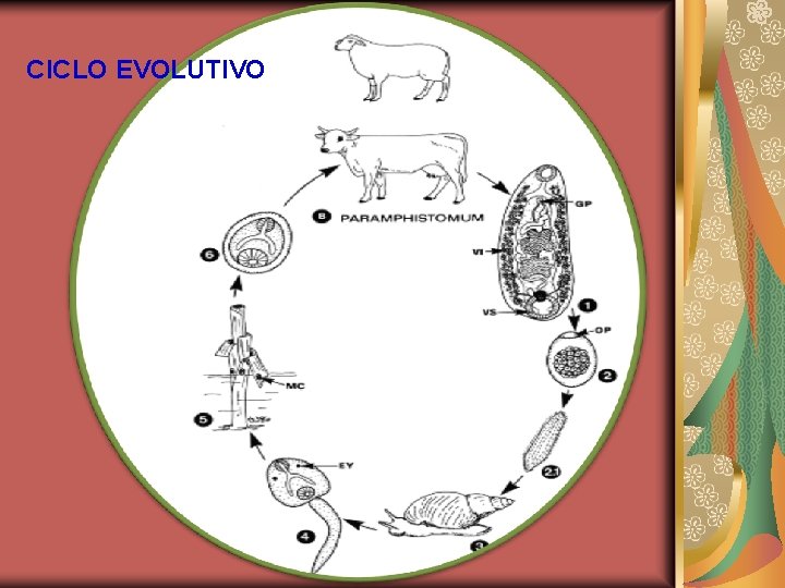 CICLO EVOLUTIVO 