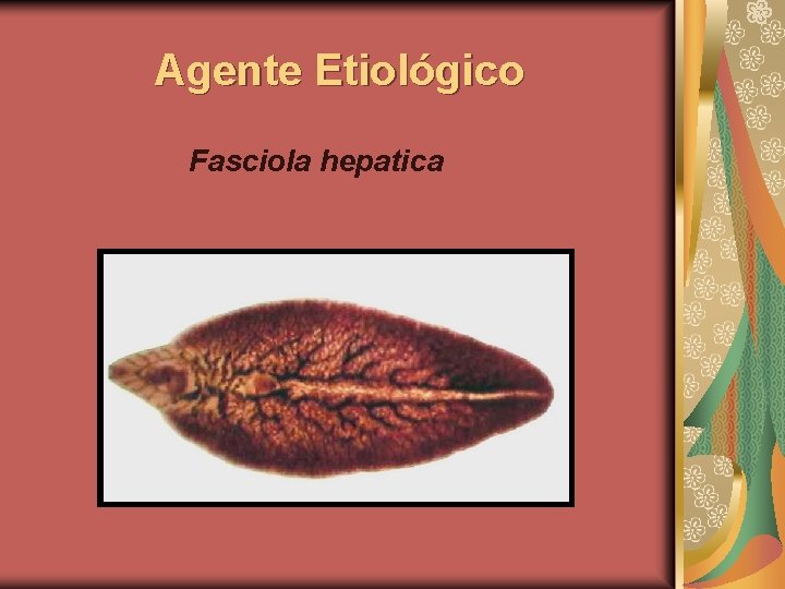 Agente Etiológico Fasciola hepatica 