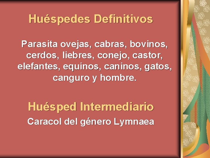 Huéspedes Definitivos Parasita ovejas, cabras, bovinos, cerdos, liebres, conejo, castor, elefantes, equinos, caninos, gatos,