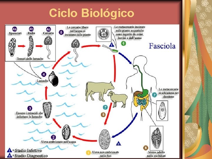 Ciclo Biológico 
