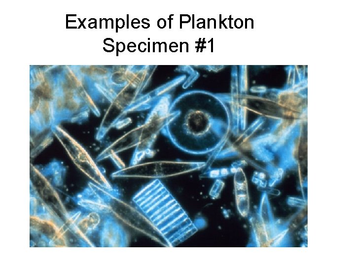 Examples of Plankton Specimen #1 