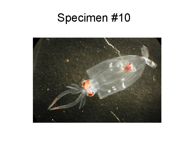 Specimen #10 