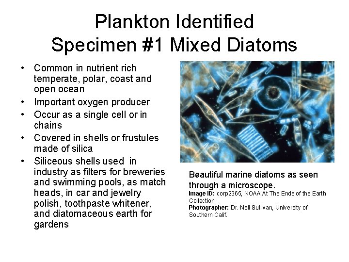 Plankton Identified Specimen #1 Mixed Diatoms • Common in nutrient rich temperate, polar, coast