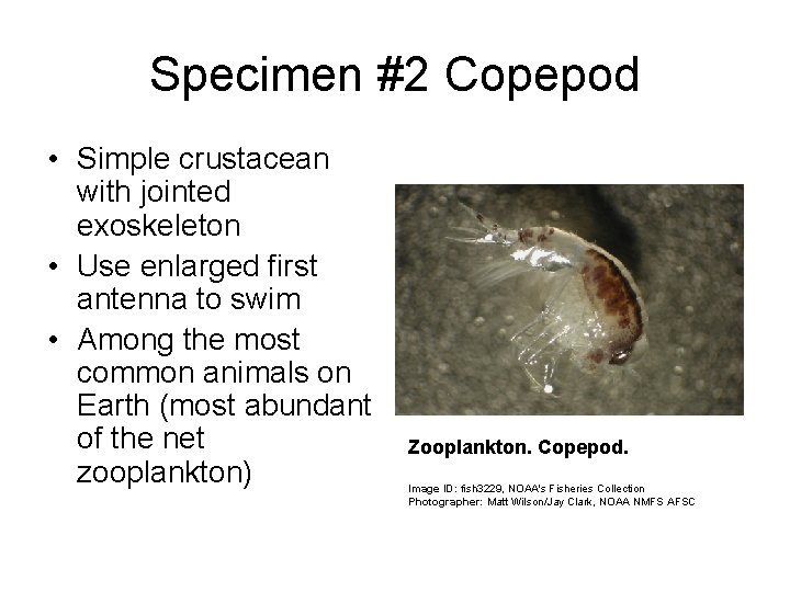 Specimen #2 Copepod • Simple crustacean with jointed exoskeleton • Use enlarged first antenna