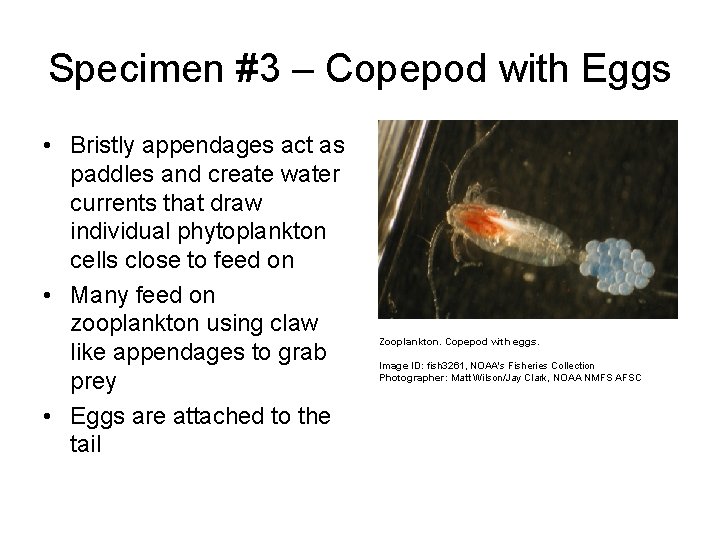 Specimen #3 – Copepod with Eggs • Bristly appendages act as paddles and create