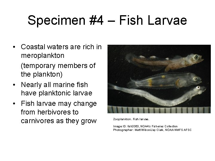 Specimen #4 – Fish Larvae • Coastal waters are rich in meroplankton (temporary members