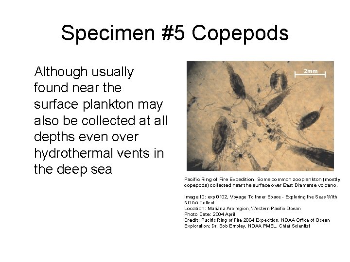 Specimen #5 Copepods Although usually found near the surface plankton may also be collected