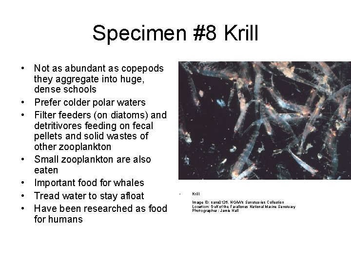 Specimen #8 Krill • Not as abundant as copepods they aggregate into huge, dense