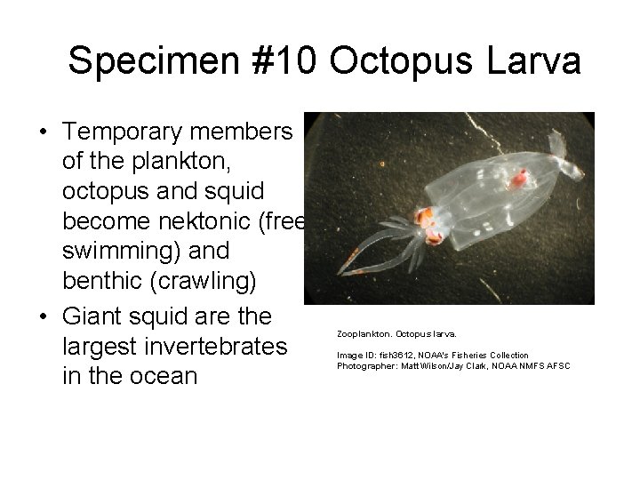  Specimen #10 Octopus Larva • Temporary members of the plankton, octopus and squid