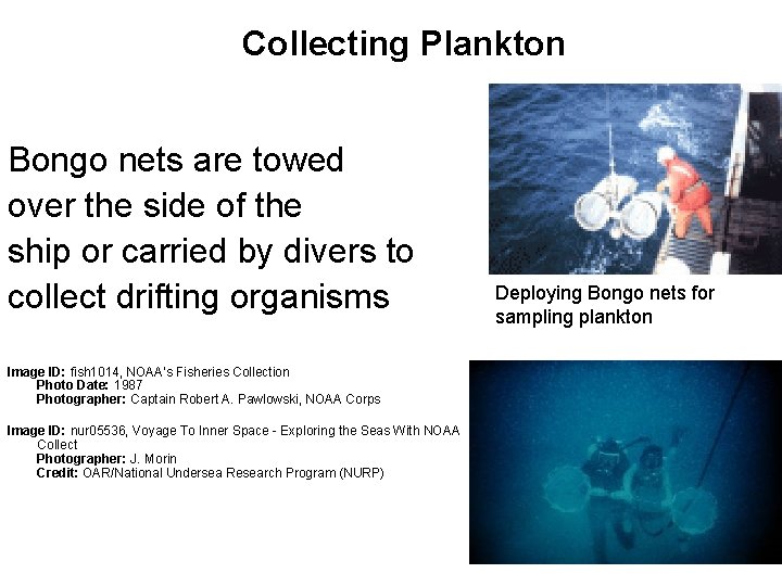 Collecting Plankton Bongo nets are towed over the side of the ship or carried