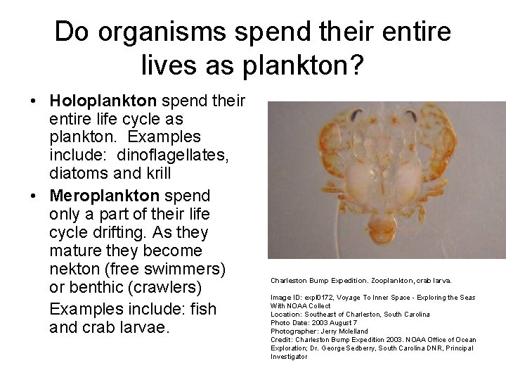 Do organisms spend their entire lives as plankton? • Holoplankton spend their entire life