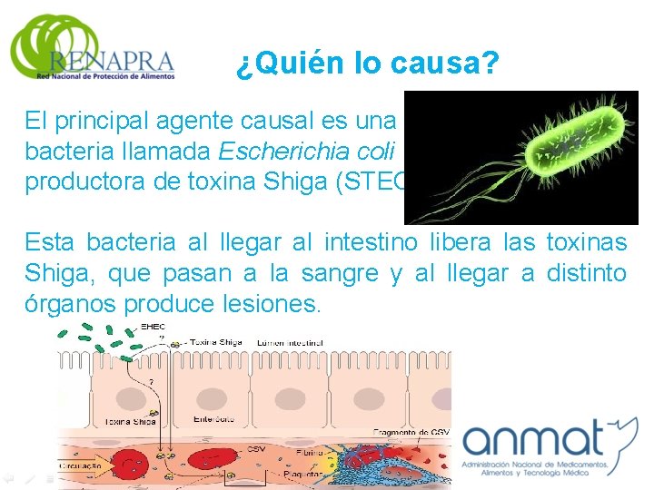 ¿Quién lo causa? El principal agente causal es una bacteria llamada Escherichia coli productora