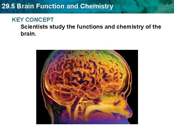 29. 5 Brain Function and Chemistry KEY CONCEPT Scientists study the functions and chemistry