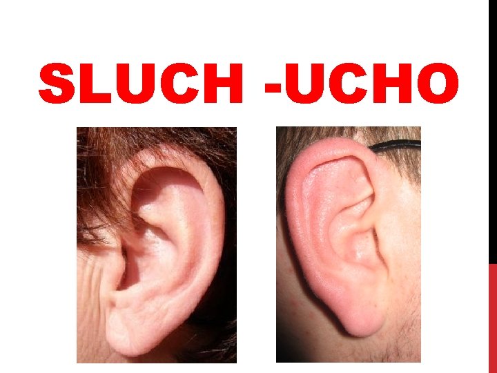 SLUCH -UCHO 