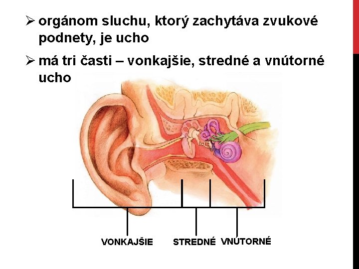 Ø orgánom sluchu, ktorý zachytáva zvukové podnety, je ucho Ø má tri časti –