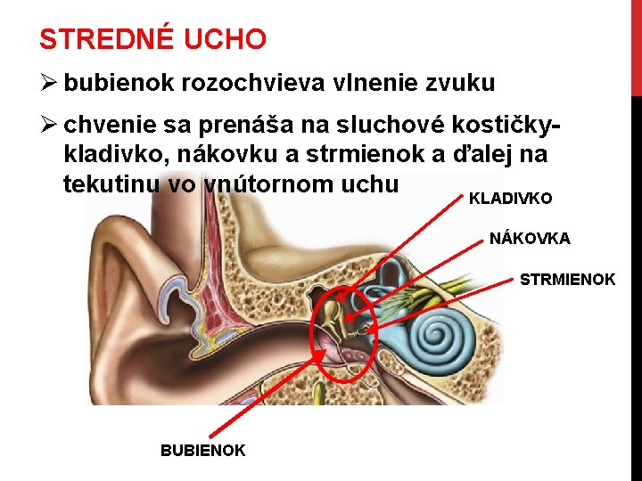 STREDNÉ UCHO Ø bubienok rozochvieva vlnenie zvuku Ø chvenie sa prenáša na sluchové kostičkykladivko,