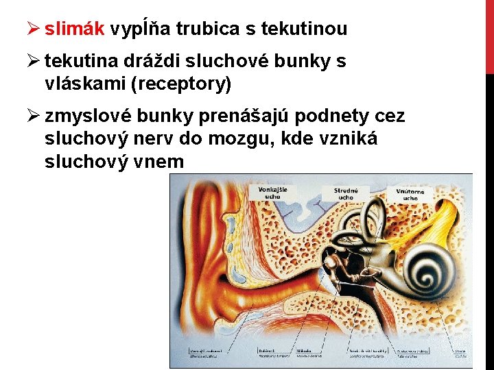 Ø slimák vypĺňa trubica s tekutinou Ø tekutina dráždi sluchové bunky s vláskami (receptory)