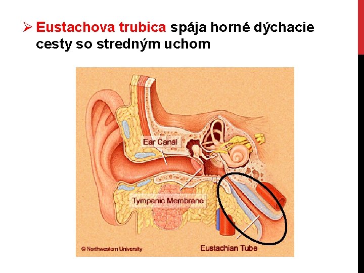 Ø Eustachova trubica spája horné dýchacie cesty so stredným uchom 