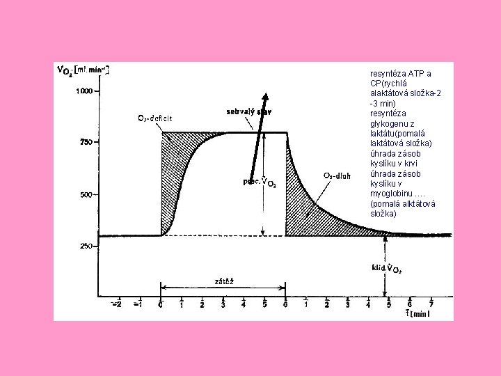 resyntéza ATP a CP(rychlá alaktátová složka-2 -3 min) resyntéza glykogenu z laktátu(pomalá laktátová složka)