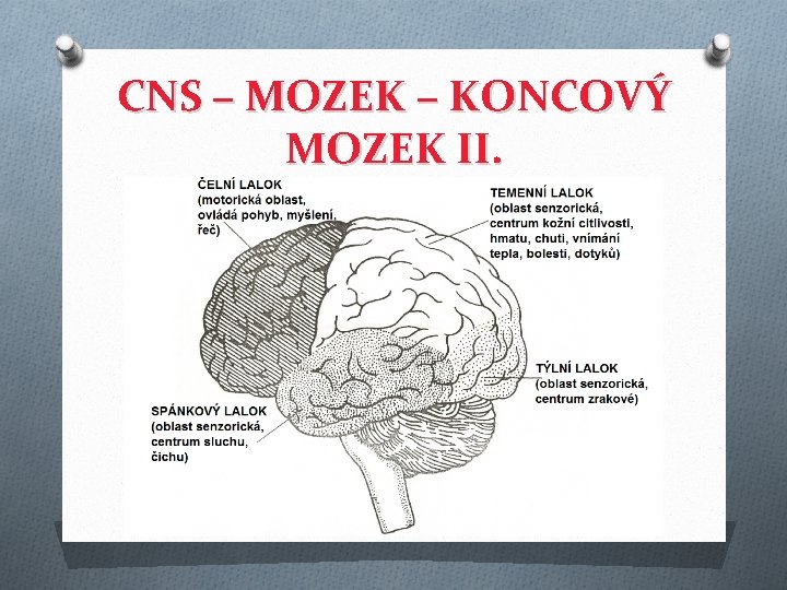 CNS – MOZEK – KONCOVÝ MOZEK II. 