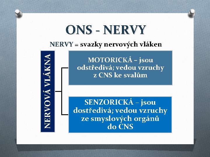 ONS - NERVY NERVOVÁ VLÁKNA NERVY = svazky nervových vláken MOTORICKÁ – jsou odstředivá;