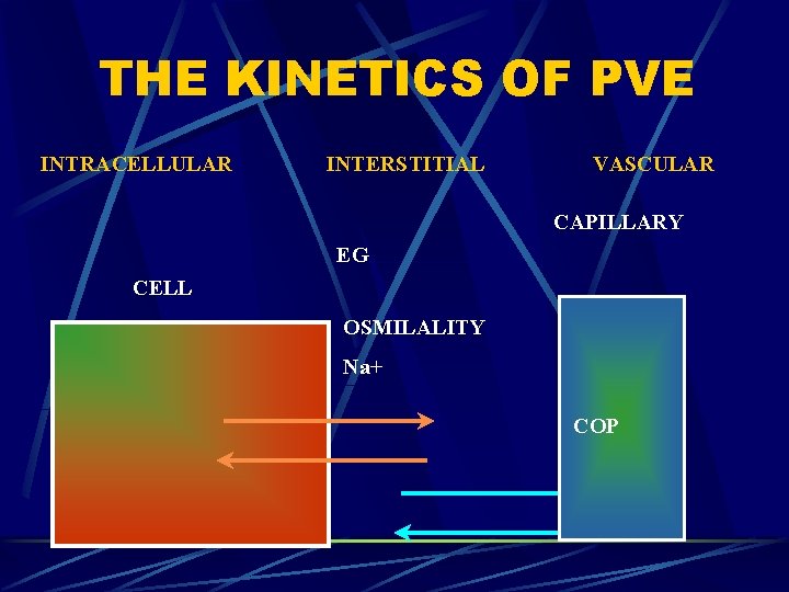 THE KINETICS OF PVE INTRACELLULAR INTERSTITIAL VASCULAR CAPILLARY EG CELL OSMILALITY Na+ COP 