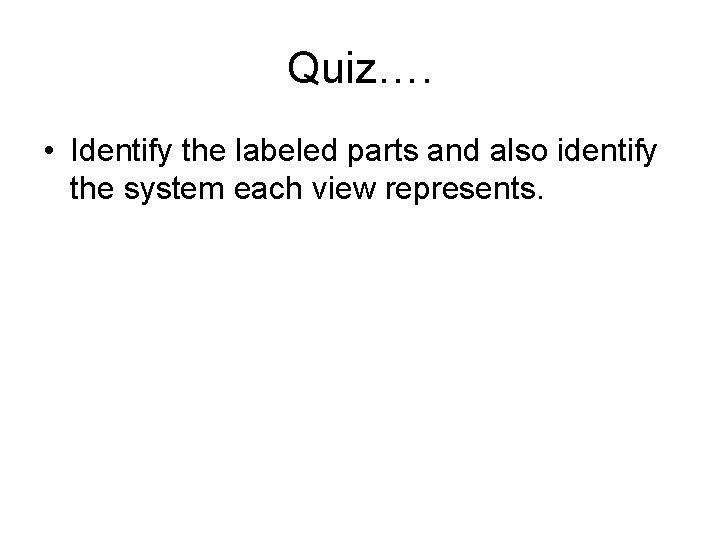 Quiz…. • Identify the labeled parts and also identify the system each view represents.