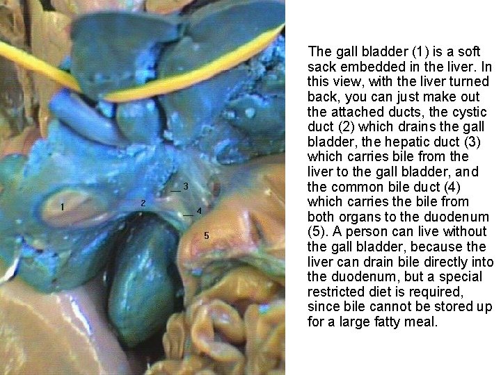 The gall bladder (1) is a soft sack embedded in the liver. In this