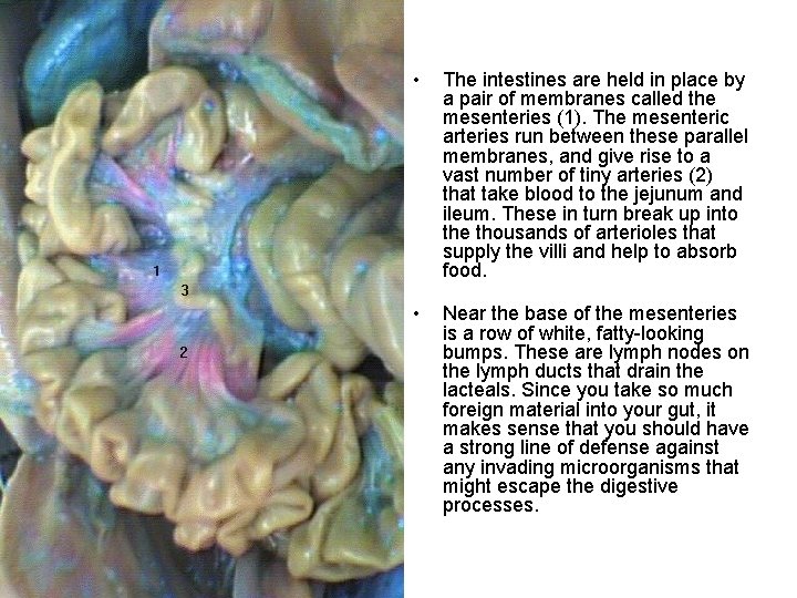  • The intestines are held in place by a pair of membranes called