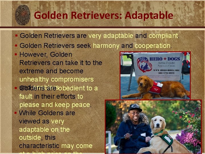 Golden Retrievers: Adaptable § Golden Retrievers are very adaptable and compliant. § Golden Retrievers