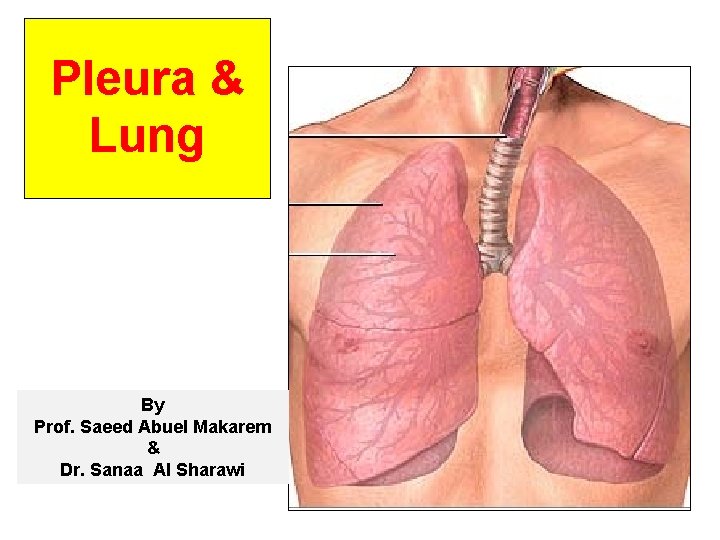 Pleura & Lung By Prof. Saeed Abuel Makarem & Dr. Sanaa Al Sharawi 