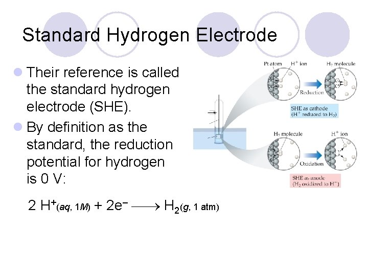 Standard Hydrogen Electrode l Their reference is called the standard hydrogen electrode (SHE). l