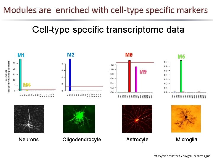 Modules are enriched with cell-type specific markers Cell-type specific transcriptome data M 1 M