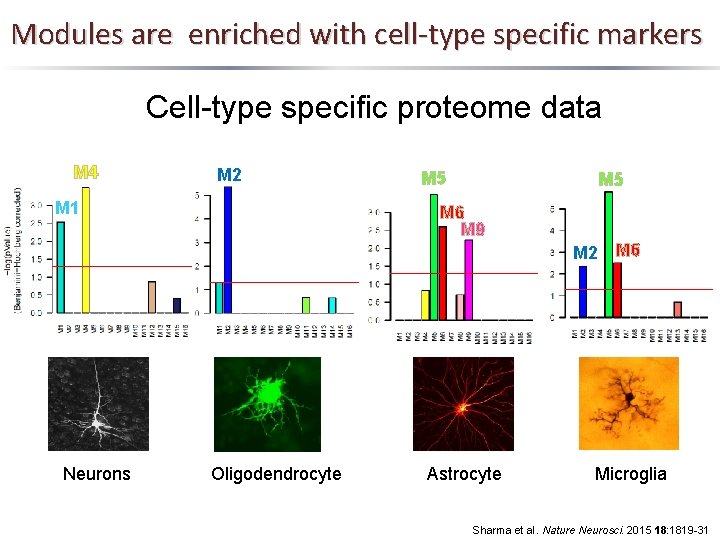 Modules are enriched with cell-type specific markers Cell-type specific proteome data M 4 M
