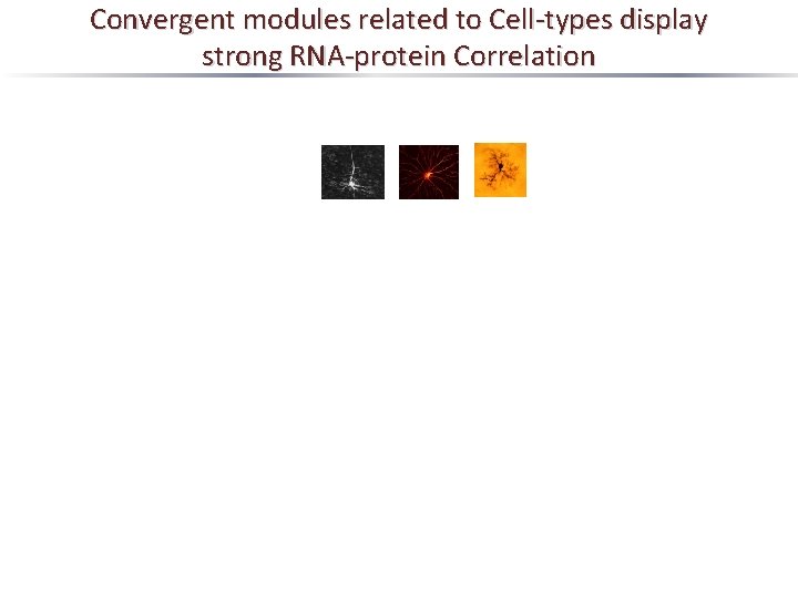Convergent modules related to Cell-types display strong RNA-protein Correlation 