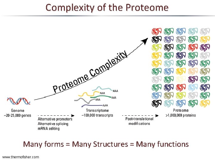 Complexity of the Proteome Many forms = Many Structures = Many functions www. thermofisher.