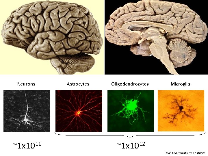 Neurons ~1 x 1011 Astrocytes Oligodendrocytes Microglia ~1 x 1012 Modified from Oldman BIOCOM