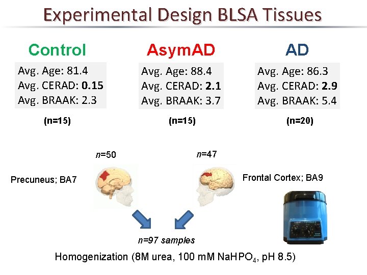 Experimental Design BLSA Tissues Control Asym. AD AD Avg. Age: 81. 4 Avg. CERAD: