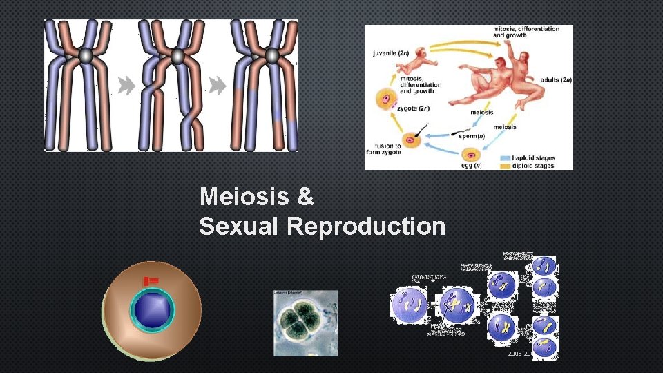 Meiosis & Sexual Reproduction 2005 -2006 