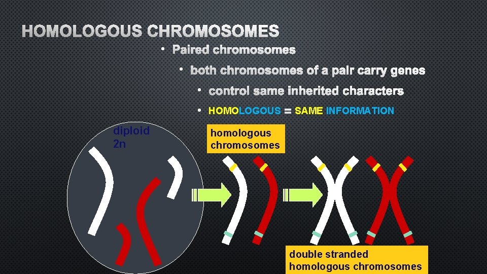 HOMOLOGOUS CHROMOSOMES • PAIRED CHROMOSOMES • diploid 2 n BOTH CHROMOSOMES OF A PAIR