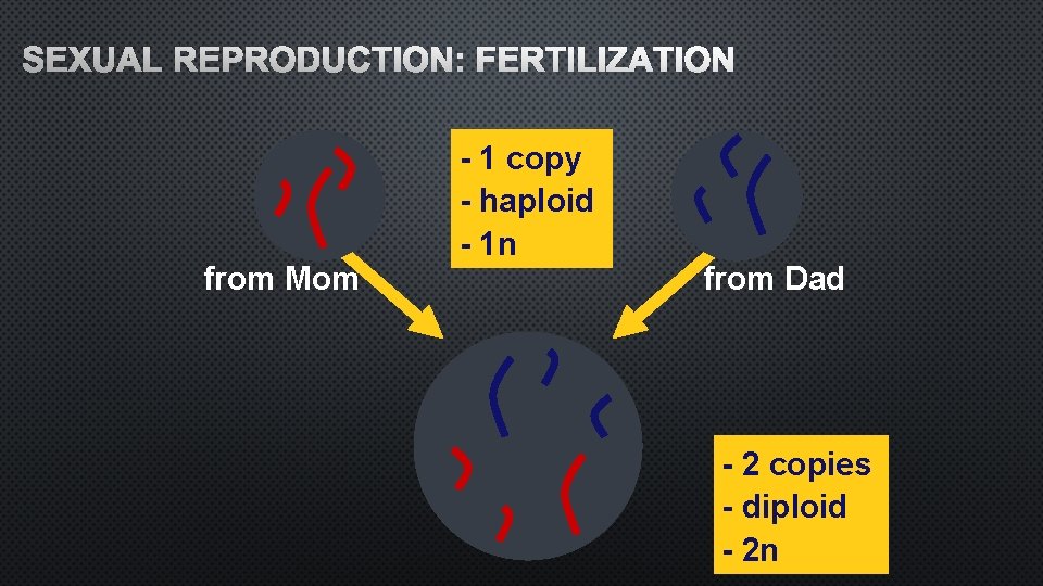 SEXUAL REPRODUCTION: FERTILIZATION from Mom - 1 copy - haploid - 1 n from