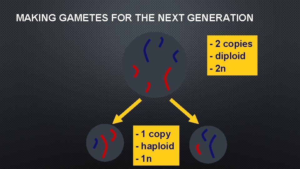 MAKING GAMETES FOR THE NEXT GENERATION - 2 copies - diploid - 2 n