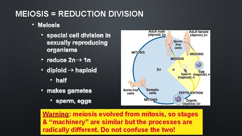 MEIOSIS = REDUCTION DIVISION • MEIOSIS • SPECIAL CELL DIVISION IN SEXUALLY REPRODUCING ORGANISMS