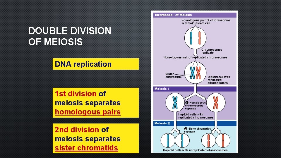 DOUBLE DIVISION OF MEIOSIS DNA replication 1 st division of meiosis separates homologous pairs