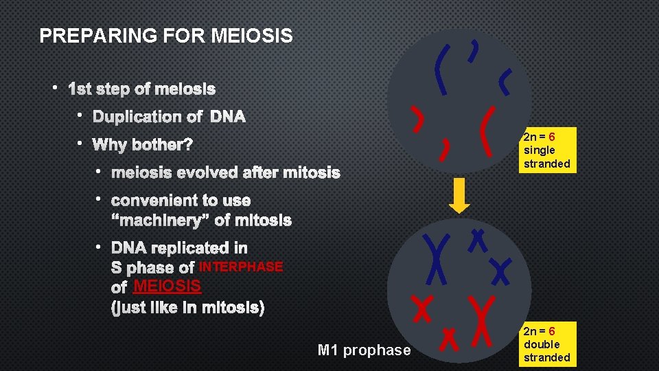 PREPARING FOR MEIOSIS • 1 ST STEP OF MEIOSIS • DUPLICATION OF DNA •