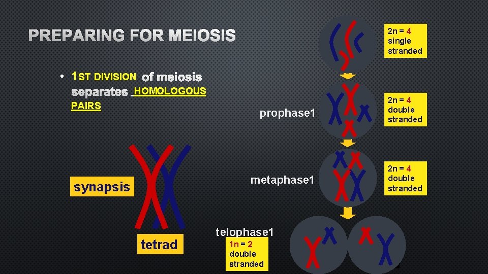 PREPARING FOR MEIOSIS 2 n = 4 single stranded • 1 ST DIVISION OF