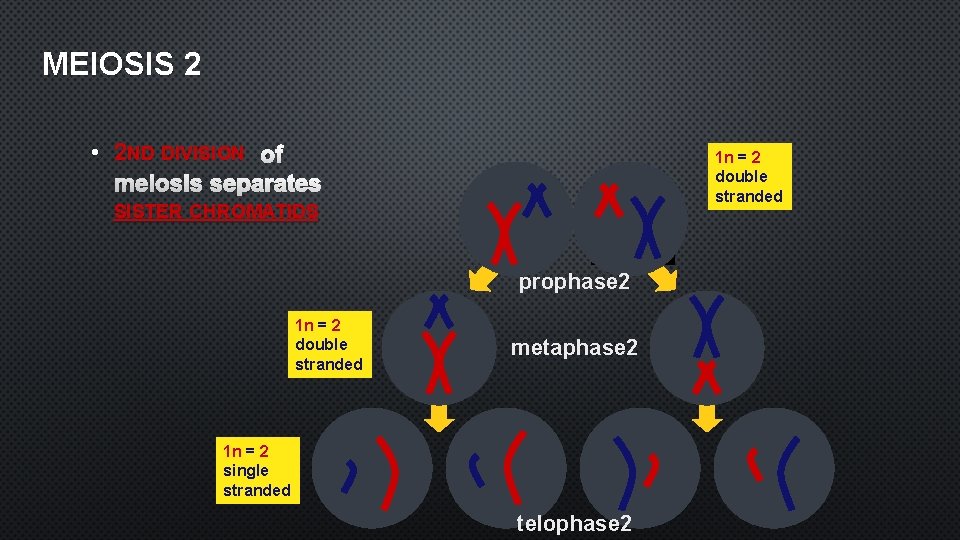 MEIOSIS 2 • 2 ND DIVISION OF 1 n = 2 double stranded MEIOSIS